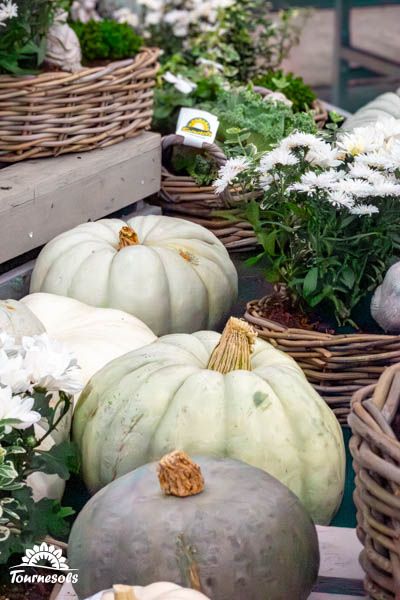 Atmosphère automnale avec potirons verts et blancs décoratifs pour Halloween.